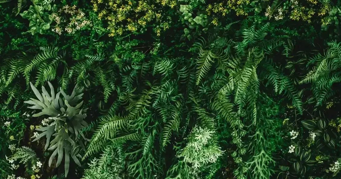 Lush green foliage wall with ferns and small white flowers